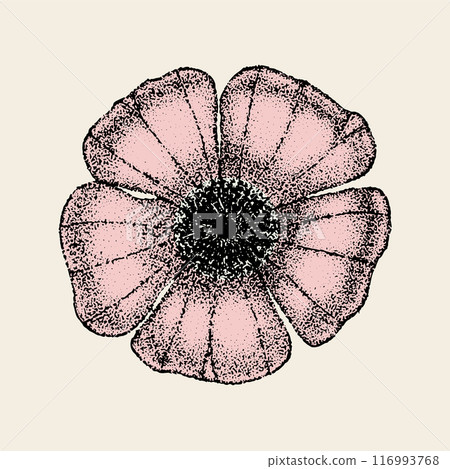 Wild rose flowers drawing and sketch with pointillism on white backgrounds. Vintage illustration of dog-rose Wild rose flowers drawing and sketch with pointillism on white backgrounds. Vintage illustration of dog-rose 116993768