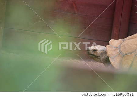 動物園烏龜，棕色烏龜，可愛的烏龜 116993881