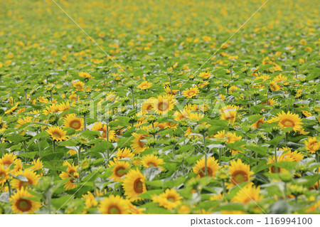 Sunflowers blooming in a summer field 116994100