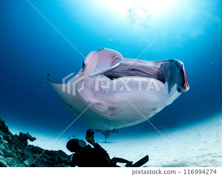 沙蝠rays 沙蝠rays 116994274