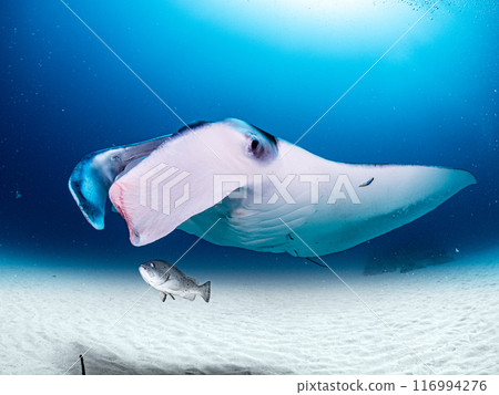 A giant sand lizard playing with a sandy manta ray A giant sand lizard playing with a sandy manta ray 116994276