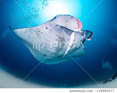 A giant parrotfish playing with a manta ray A giant parrotfish playing with a manta ray 116994277