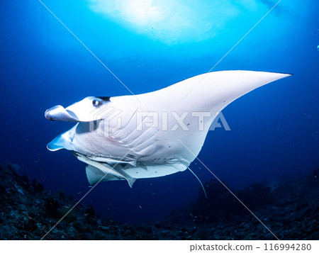 Manta ray swimming gracefully in the blue sea Manta ray swimming gracefully in the blue sea 116994280