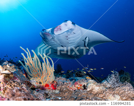 Manta rays, corals and small fish Manta rays, corals and small fish 116994281