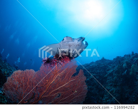 蝠鱝掠過一條大鯛魚 蝠鱝掠過一條大鯛魚 116994282