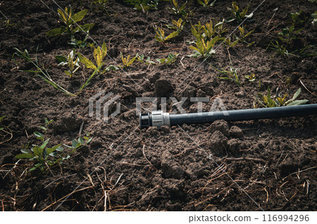 Garden Hose Lying on Soil with Emerging Plants. High quality photo Garden Hose Lying on Soil with Emerging Plants. High quality photo 116994296