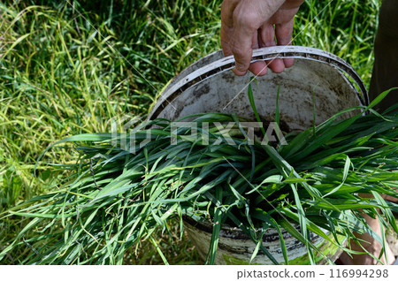 Hand Holding a Bucket Filled with Freshly Cut Grass in a Field. High quality photo Hand Holding a Bucket Filled with Freshly Cut Grass in a Field. High quality photo 116994298
