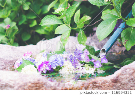 繡球花漂浮在水中 繡球花漂浮在水中 116994331