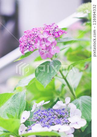 在雨中濕潤的繡球花 在雨中濕潤的繡球花 116994332