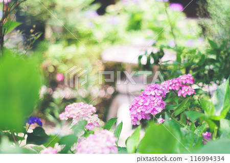 Landscape with hydrangeas 116994334