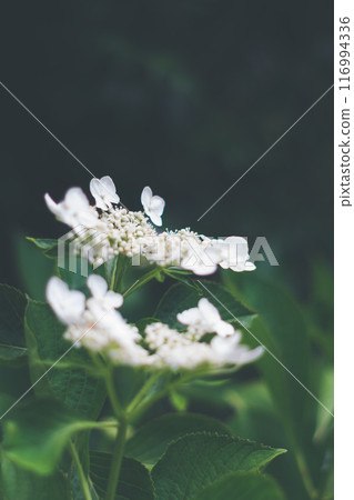 White Hakuji Hydrangea 116994336