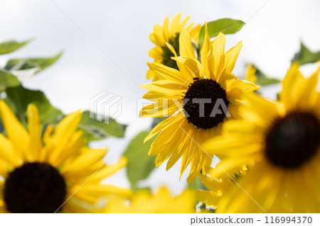 Close-up of sunflowers in full bloom 116994370