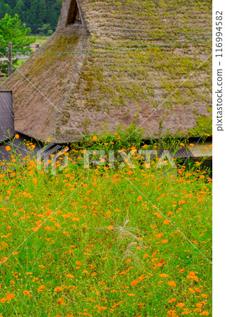 Thatched roof with grass 116994582