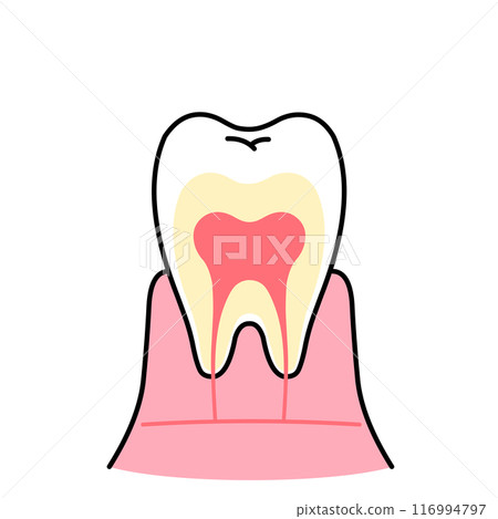 Illustration of a cross section of a tooth 116994797