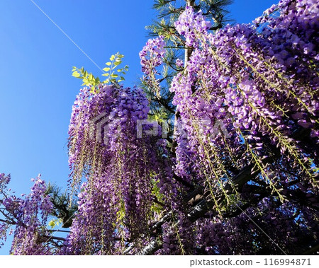 紫藤花發光在藍天 紫藤花發光在藍天 116994871