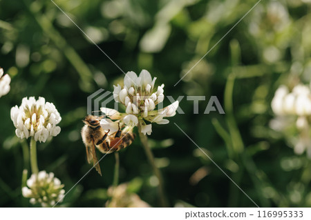 Honey bee collecting nectar on clover blossom. Pollination. Environmental concept, saving the bees concept Honey bee collecting nectar on clover blossom. Pollination. Environmental concept, saving the bees concept 116995333