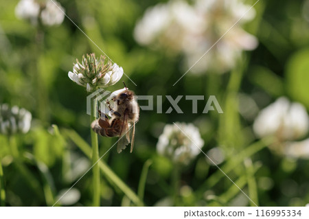 Honey bee collecting nectar on clover blossom. Pollination. Environmental concept, saving the bees concept Honey bee collecting nectar on clover blossom. Pollination. Environmental concept, saving the bees concept 116995334