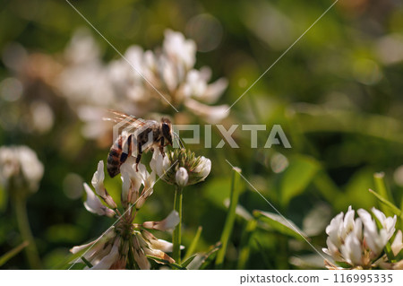 Honey bee collecting nectar on clover blossom. Pollination. Environmental concept, saving the bees concept Honey bee collecting nectar on clover blossom. Pollination. Environmental concept, saving the bees concept 116995335
