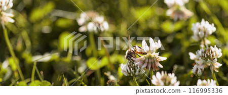Honey bee collecting nectar on clover blossom. Pollination. Environmental concept, saving the bees concept Honey bee collecting nectar on clover blossom. Pollination. Environmental concept, saving the bees concept 116995336