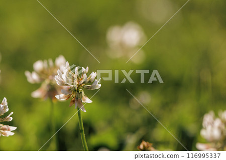 Blooming white clover flowers on the lawn in the garden. Blooming ecology nature landscape. White clover flowers among the grass. Landscape design concept. Saving wildlife concept. 116995337