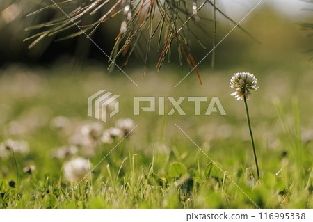 Blooming white clover flowers on the lawn in the garden. Blooming ecology nature landscape. White clover flowers among the grass. Landscape design concept. Saving wildlife concept. Blooming white clover flowers on the lawn in the garden. Blooming ecology nature landscape. White clover flowers among the grass. Landscape design concept. Saving wildlife concept. 116995338