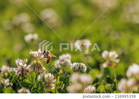 Honey bee collecting nectar on clover blossom. Pollination. Environmental concept, saving the bees concept Honey bee collecting nectar on clover blossom. Pollination. Environmental concept, saving the bees concept 116995339