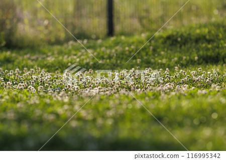 Blooming white clover flowers on the lawn in the garden. Blooming ecology nature landscape. White clover flowers among the grass. Landscape design concept. Saving wildlife concept. 116995342