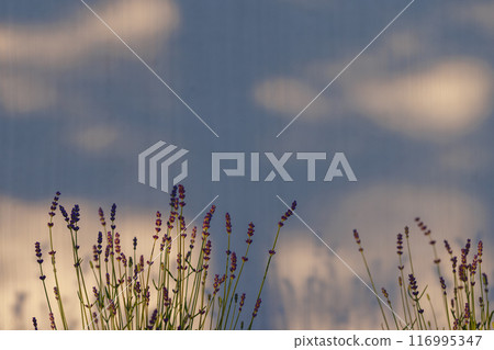 Levander (Lavandula angustifolia) blooming flower at sunset. Home garden composition ideas. Selective focus, beautiful bokeh. 116995347