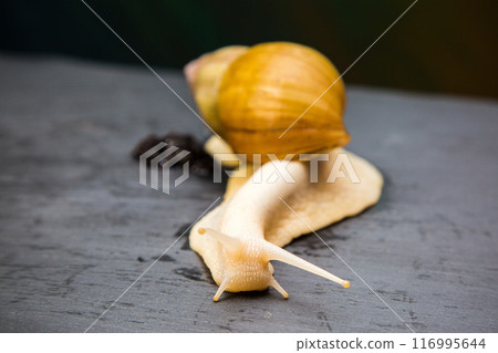 Achatina giant macro photo, large domestic tame snail crawling on a black stone. Pets concept Achatina giant macro photo, large domestic tame snail crawling on a black stone. Pets concept 116995644