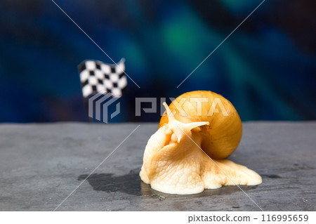 Slow snail next to a car racing sports flag Slow snail next to a car racing sports flag 116995659