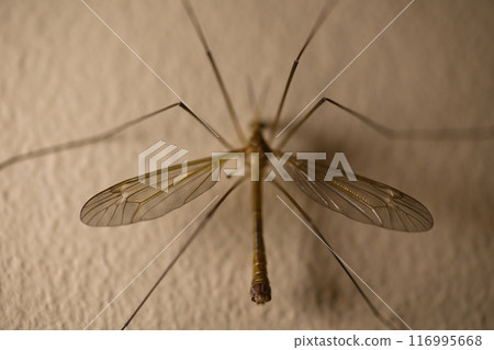 a large insect with wings on a wall in the twilight, texture on the wall a large insect with wings on a wall in the twilight, texture on the wall 116995668