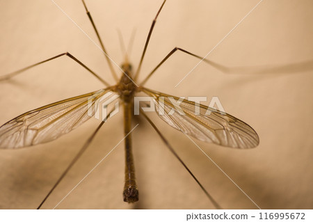 a large insect with wings on a wall in the twilight, texture on the wall 116995672