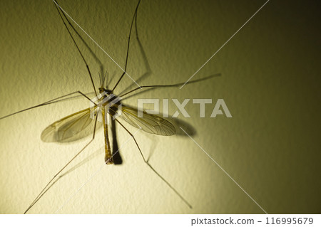 a large insect with wings on a wall in the twilight, texture on the wall 116995679