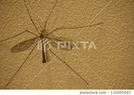 a large insect with wings on a wall in the twilight, texture on the wall 116995685