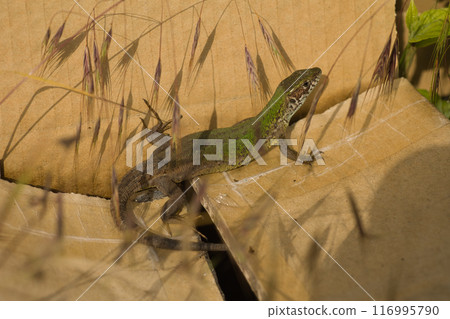 beautiful green lizard on the ground with a green flower near its head beautiful green lizard on the ground with a green flower near its head 116995790
