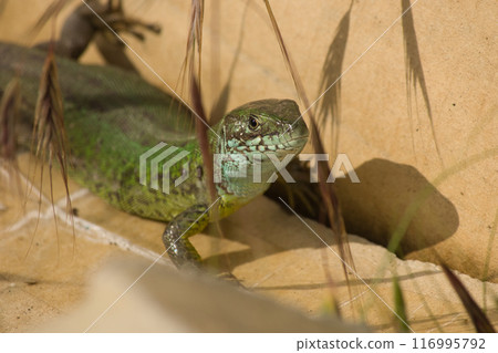 beautiful green lizard on the ground with a green flower near its head 116995792