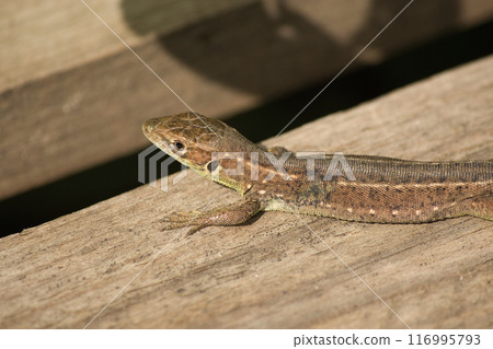 beautiful green lizard on the ground with a green flower near its head 116995793