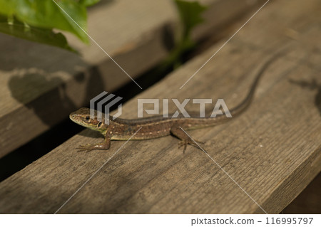 beautiful green lizard on the ground with a green flower near its head 116995797