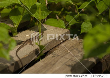 beautiful green lizard on the ground with a green flower near its head beautiful green lizard on the ground with a green flower near its head 116995798