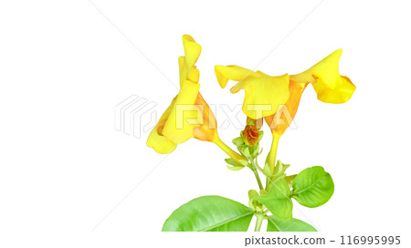 Cut-out image of a yellow flower on a white background with clipping paths. 116995995