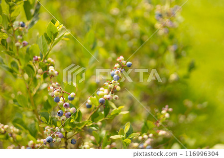 Ripe blueberries on a bush on a nature background. Vitamins, cultivation, harvest, vegetarian concept. Plantation of blueberry cultivated at bio farm 116996304