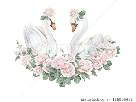 Watercolor hand painted illustration of couple of cute swans with flowers. Isolated on white background. Set of white pastel colors bird and roses. Wedding symbol of fidelity in the family Watercolor hand painted illustration of couple of cute swans with flowers. Isolated on white background. Set of white pastel colors bird and roses. Wedding symbol of fidelity in the family 116996451