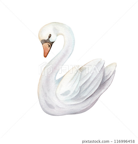 Watercolor hand painted illustration cute swans. Isolated on white background. White pastel colors bird. Wedding symbol of fidelity in the family Watercolor hand painted illustration cute swans. Isolated on white background. White pastel colors bird. Wedding symbol of fidelity in the family 116996458