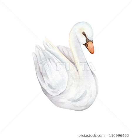 Watercolor hand painted illustration cute swans. Isolated on white background. White pastel colors bird. Wedding symbol of fidelity in the family 116996463