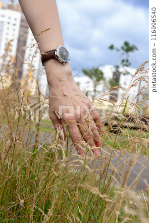 The beauty of urban nature on a sunny day The beauty of urban nature on a sunny day 116996540