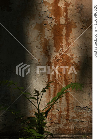 wall of an old large chimney, close-up wall with rusty smudges and a green bush nearby 116996620