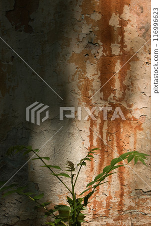 wall of an old large chimney, close-up wall with rusty smudges and a green bush nearby 116996623