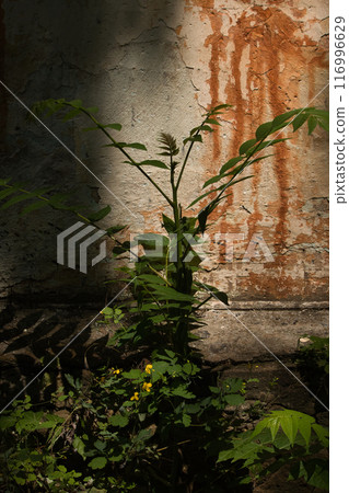 wall of an old large chimney, close-up wall with rusty smudges and a green bush nearby wall of an old large chimney, close-up wall with rusty smudges and a green bush nearby 116996629