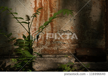 wall of an old large chimney, close-up wall with rusty smudges and a green bush nearby 116996640