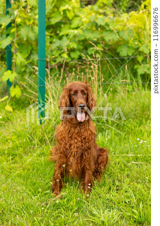 Beautiful Irish setter resting in the garden during summer. Brown dog breed Irish setter with his tongue hanging out outdoors in the park. Full body 116996676